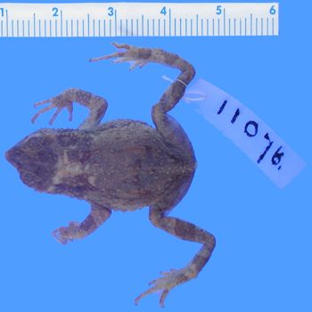 Media type: image; Herpetology A-11076